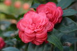 茶花