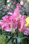 百合花