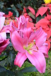 百合花