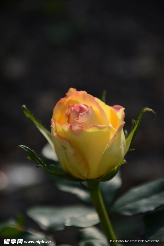玫瑰花