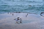 岸边海鸥