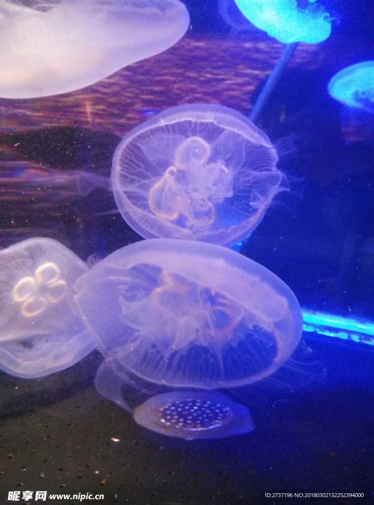 水母