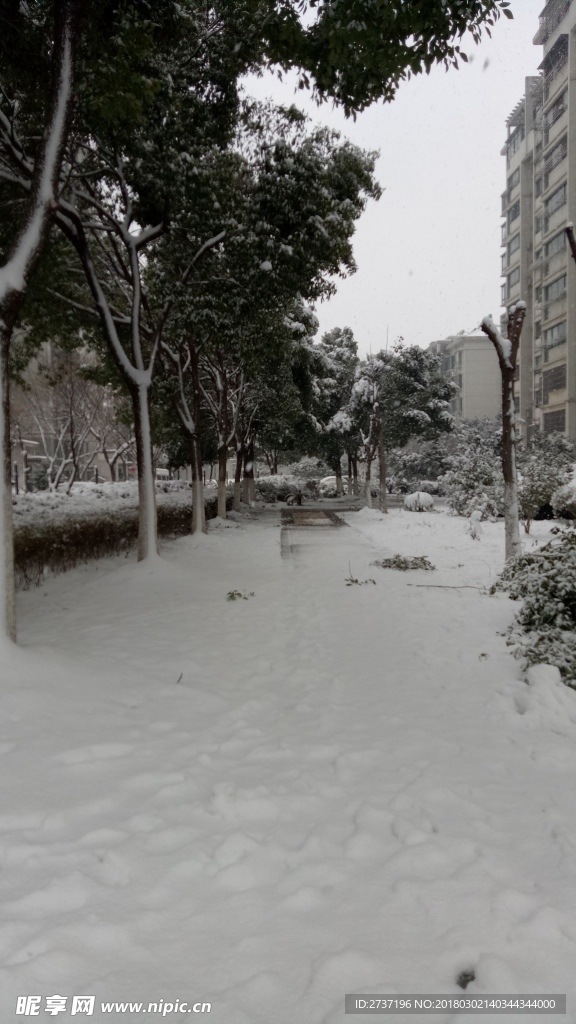 雪地