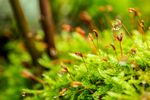 绿色野草