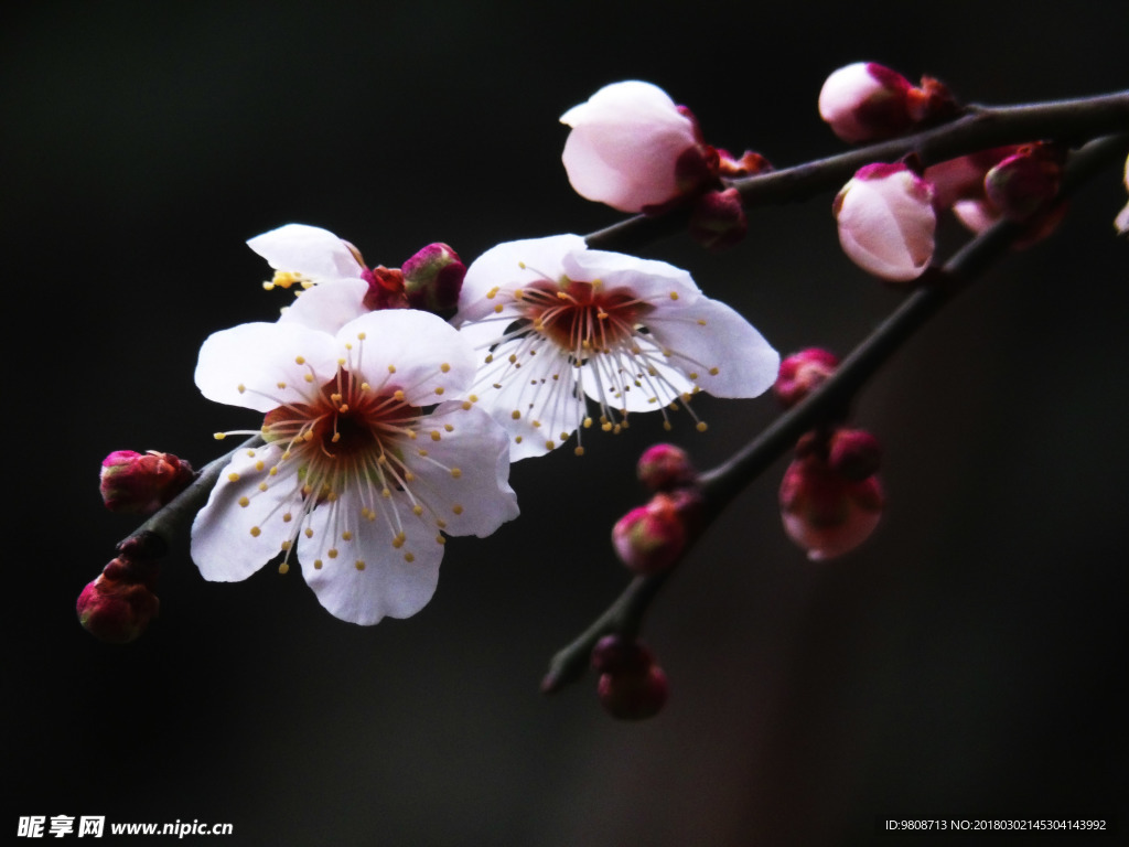 梅花