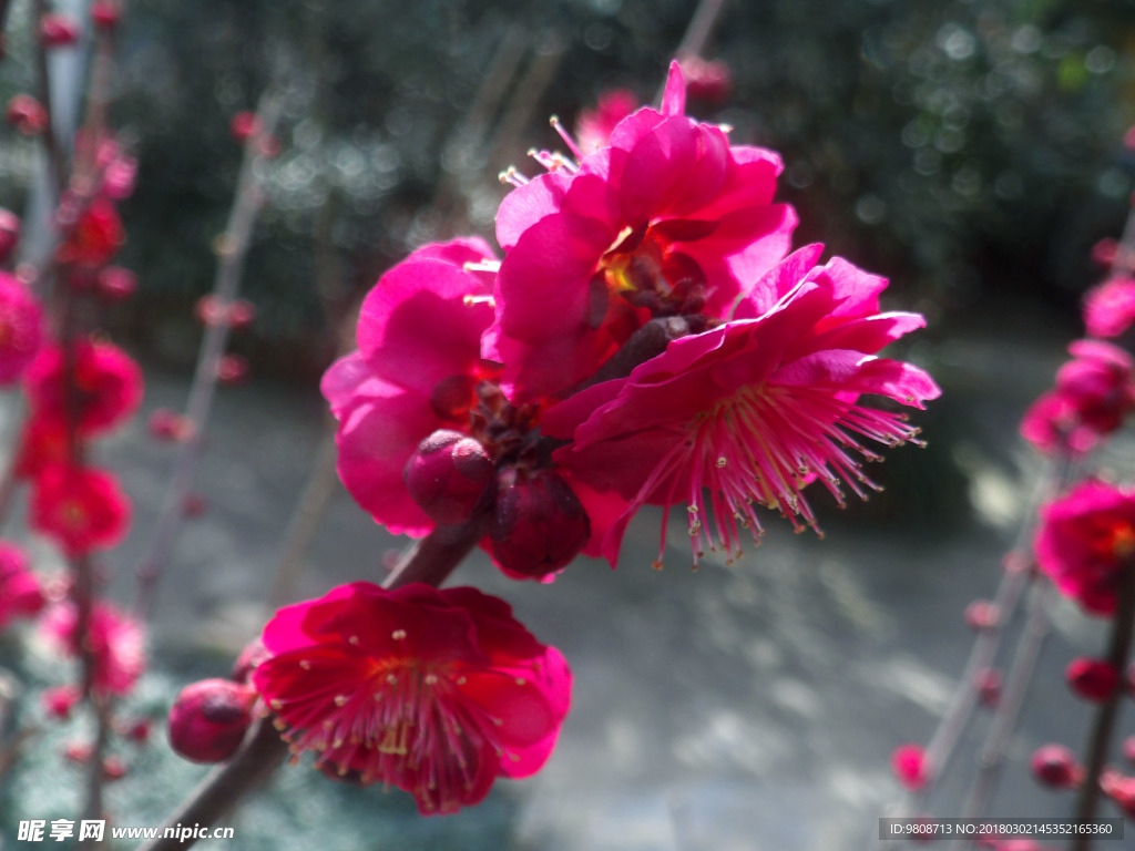 梅花
