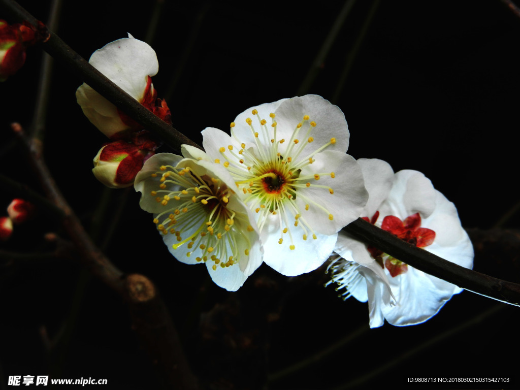 梅花