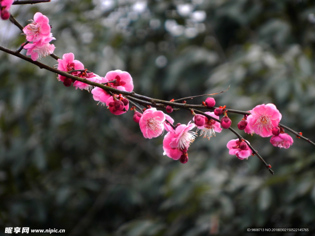 梅花