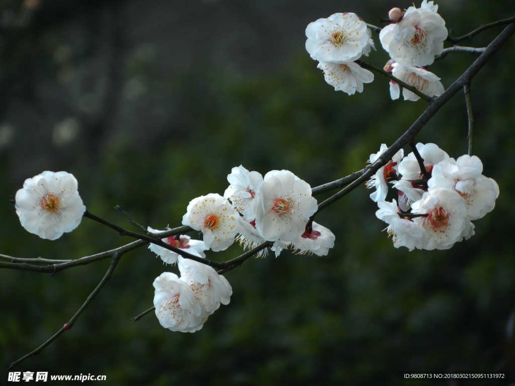 梅花