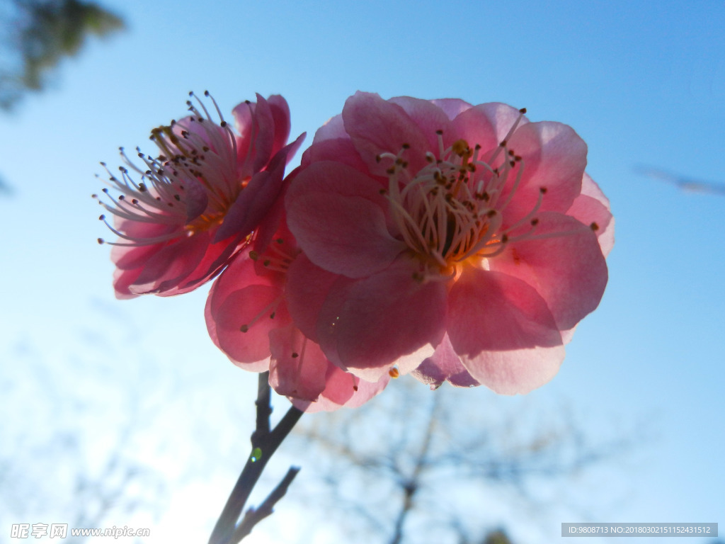 梅花