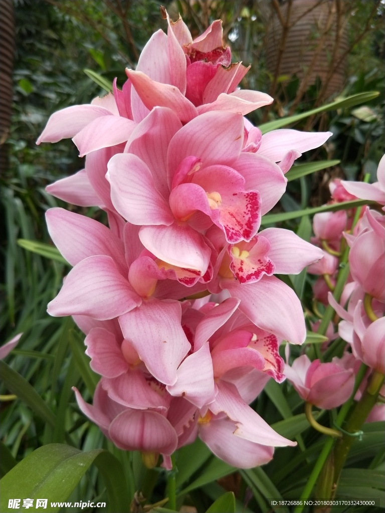 兰花