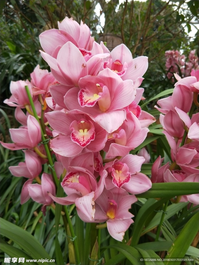 兰花