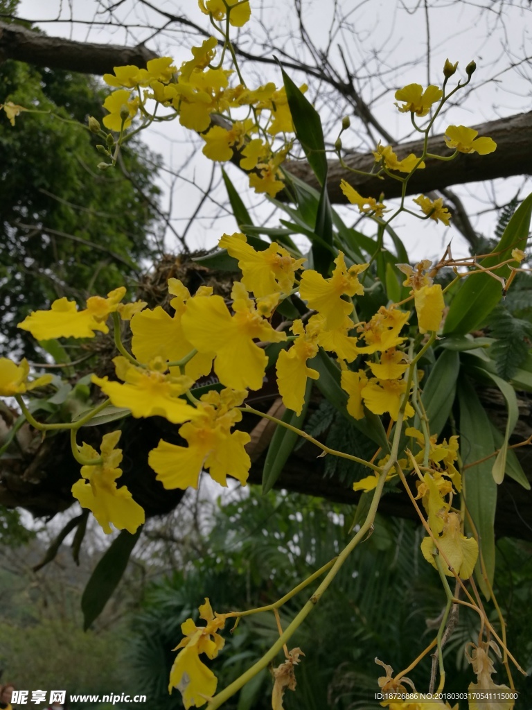 兰花