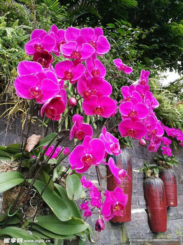 兰花