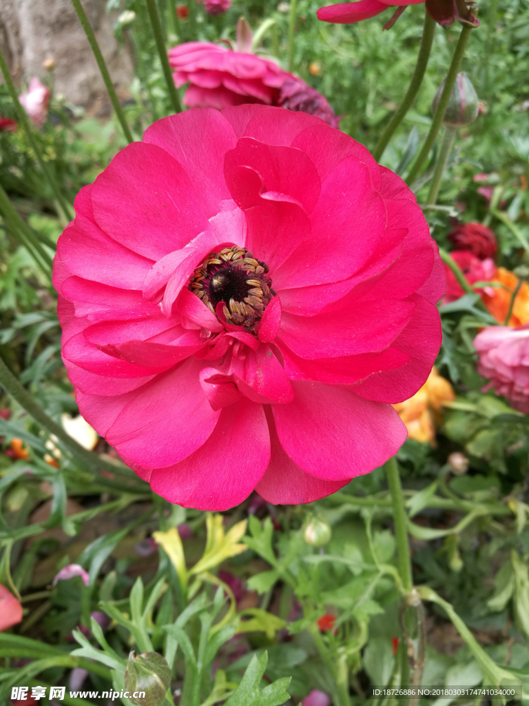 毛茛花