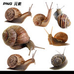 蜗牛免扣元素