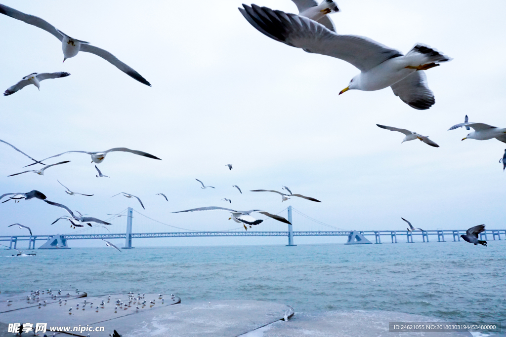 近距离海鸥飞翔