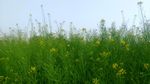 小黄花