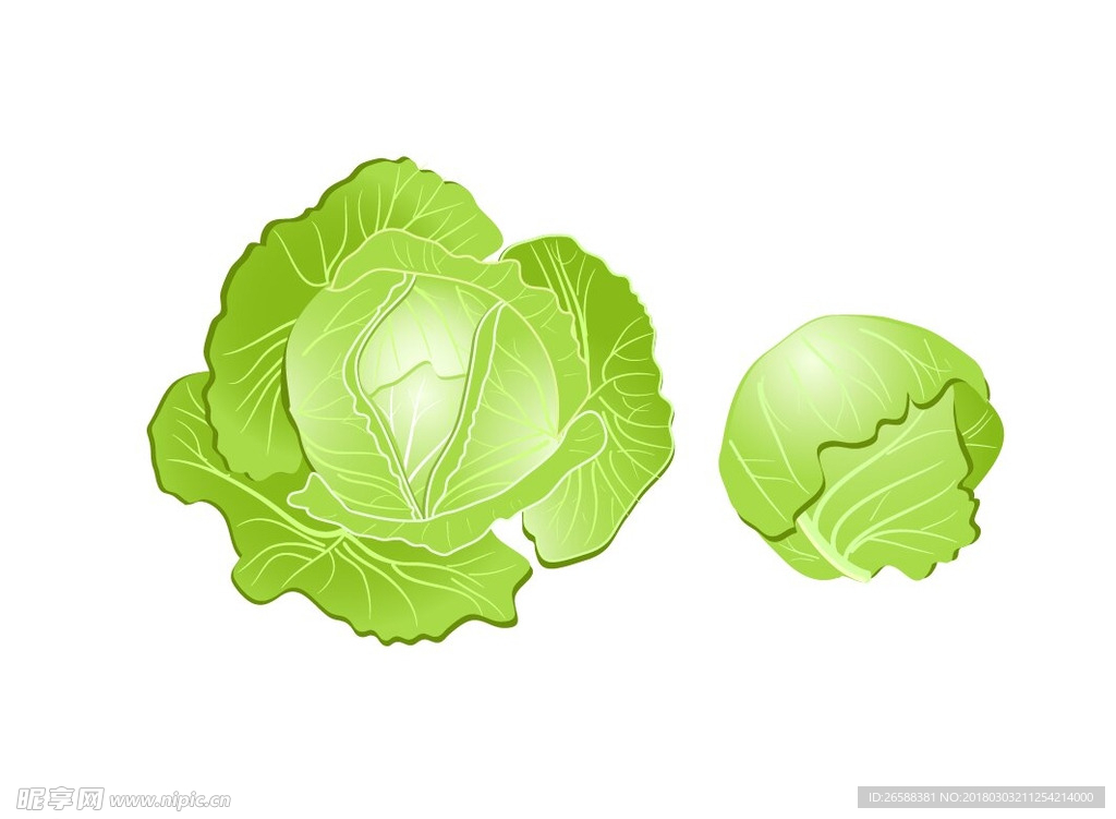 卷心菜