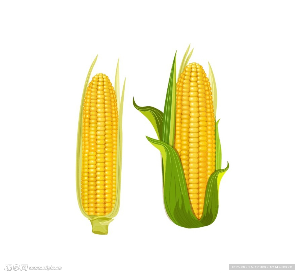 玉米