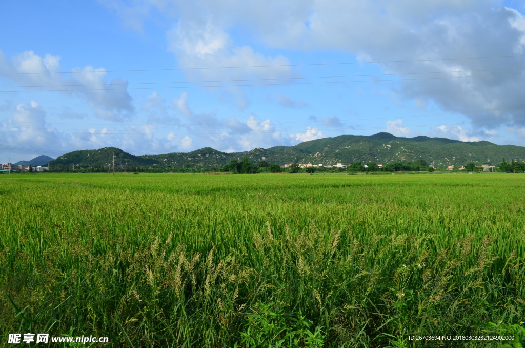 蓝天白云稻田风景