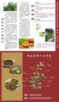 铁皮石斛