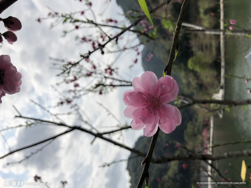 桃花