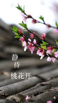 桃花季