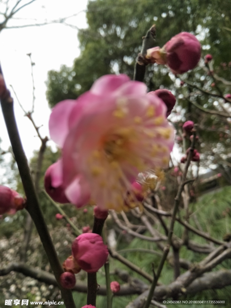 红梅