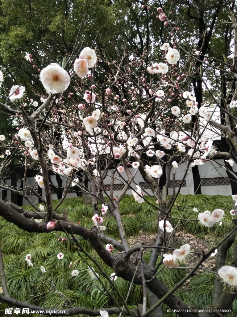 梅花