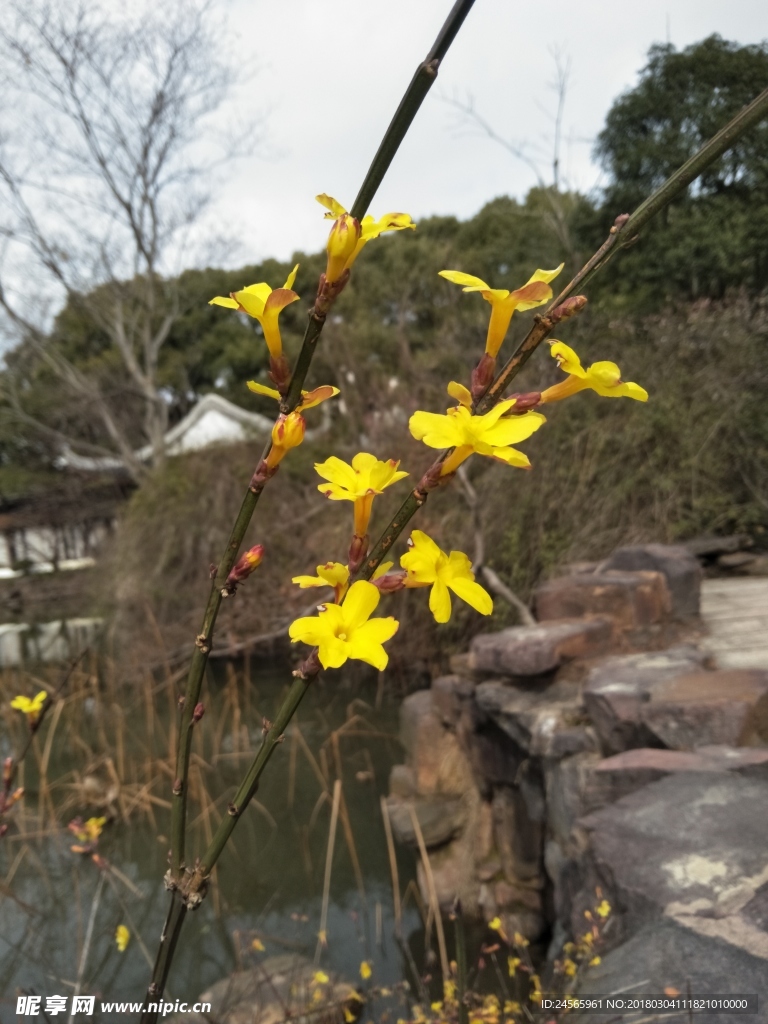 迎春花
