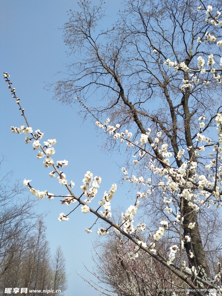 梅花  花朵  花枝  春天