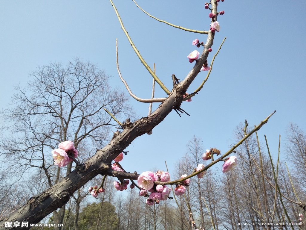 梅花  花朵  花枝  春天