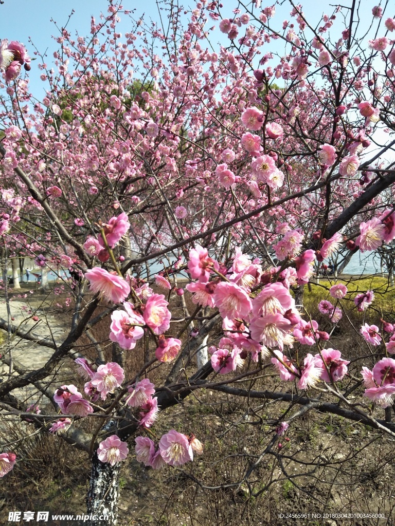 梅花  花朵  花枝  春天