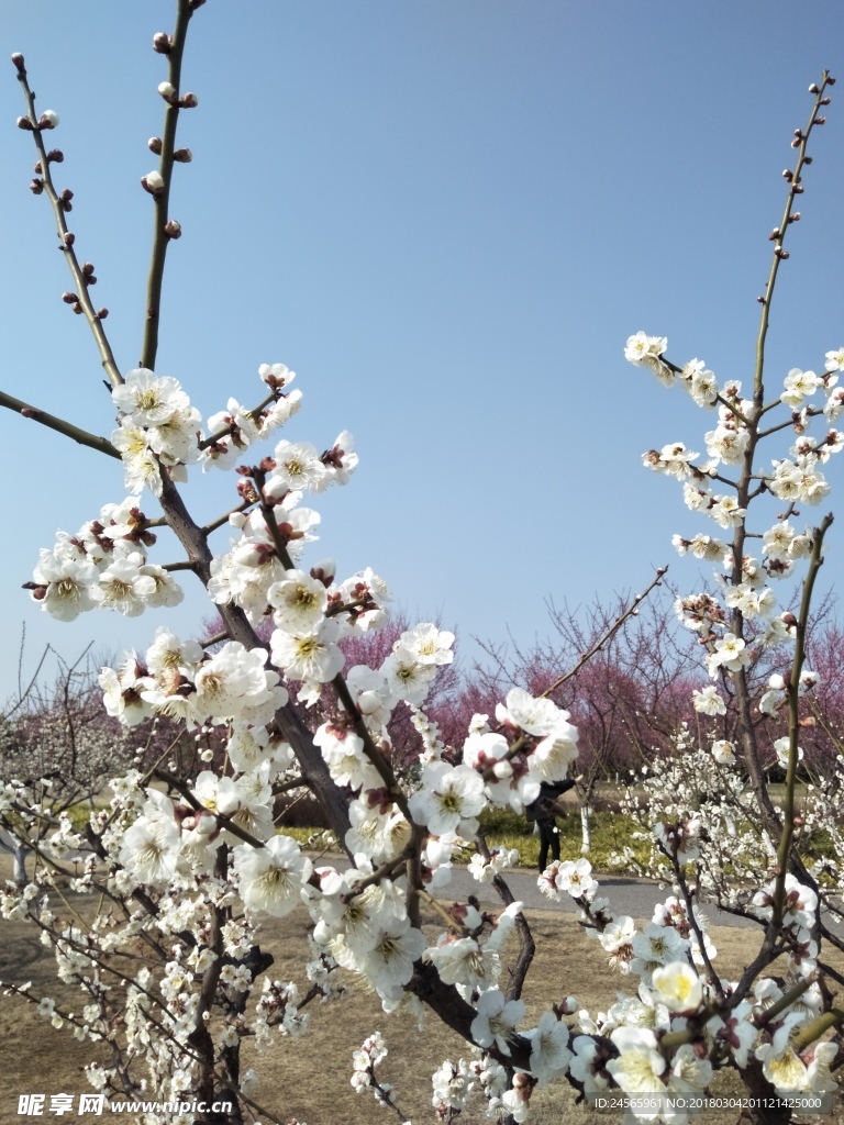 梅花  花朵  花枝  春天