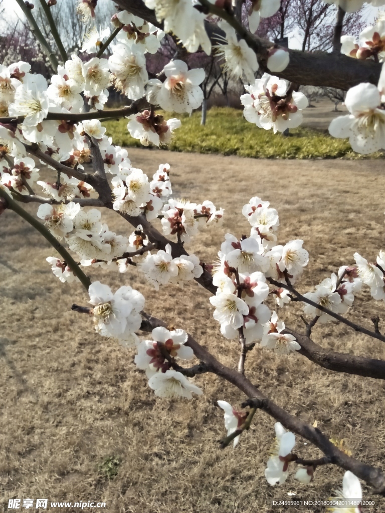 梅花  花朵  花枝  春天