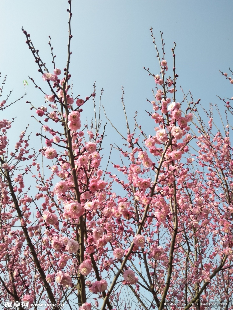 梅花  花朵  花枝  春天