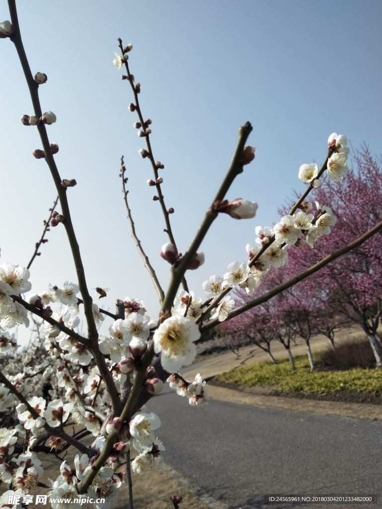 梅花  花朵  花枝  春天
