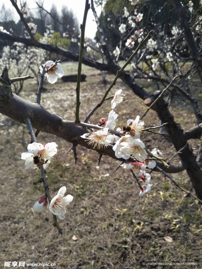 梅花