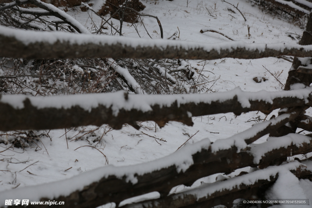 雪遮栅栏和柴垛