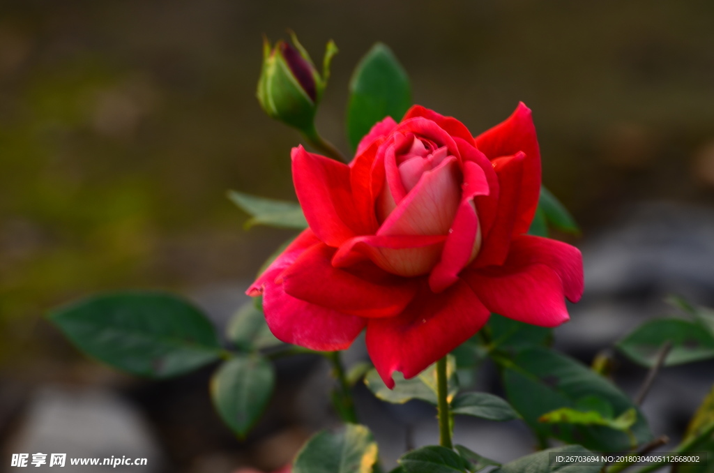 红艳艳的玫瑰花