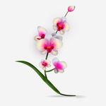 白兰花矢量图