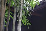 竹子