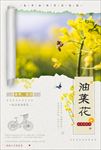 油菜花