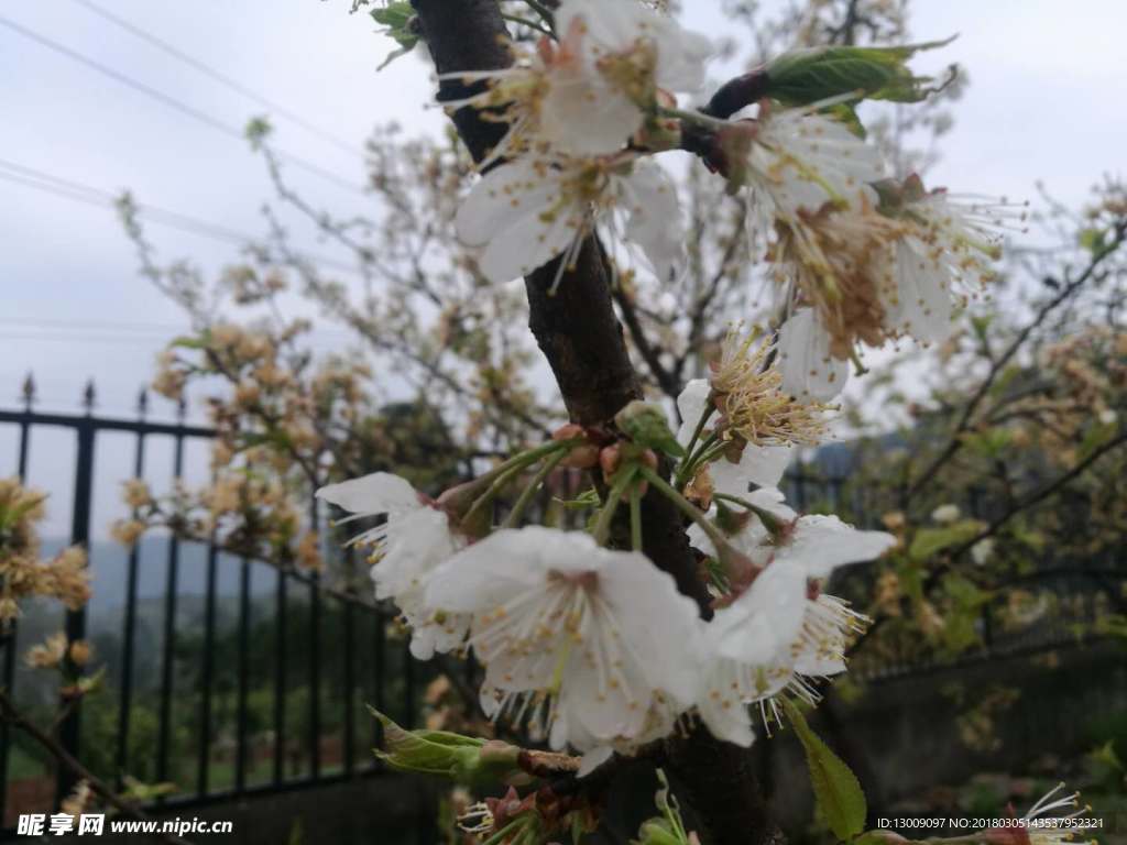 梨花
