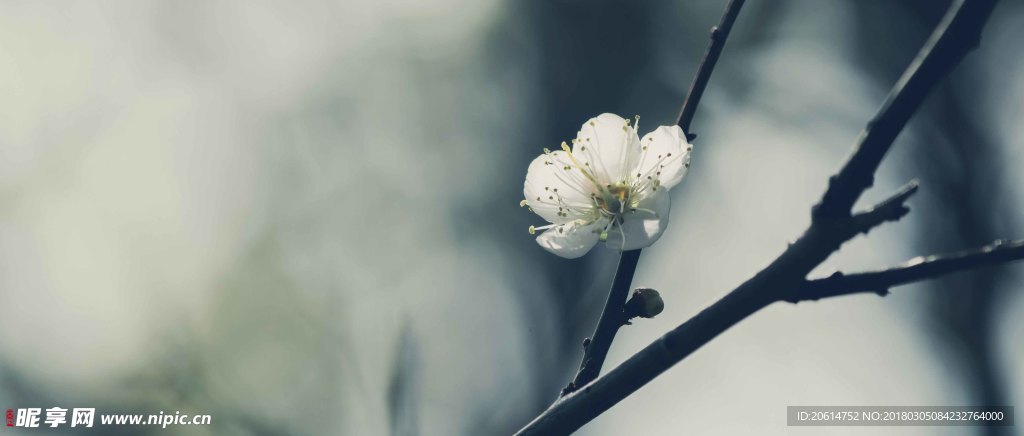 洁白的花朵