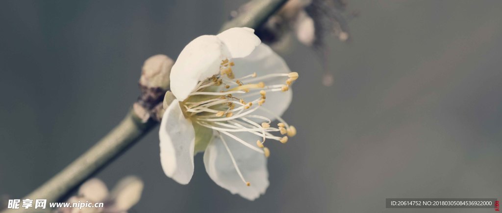 盛开的花朵
