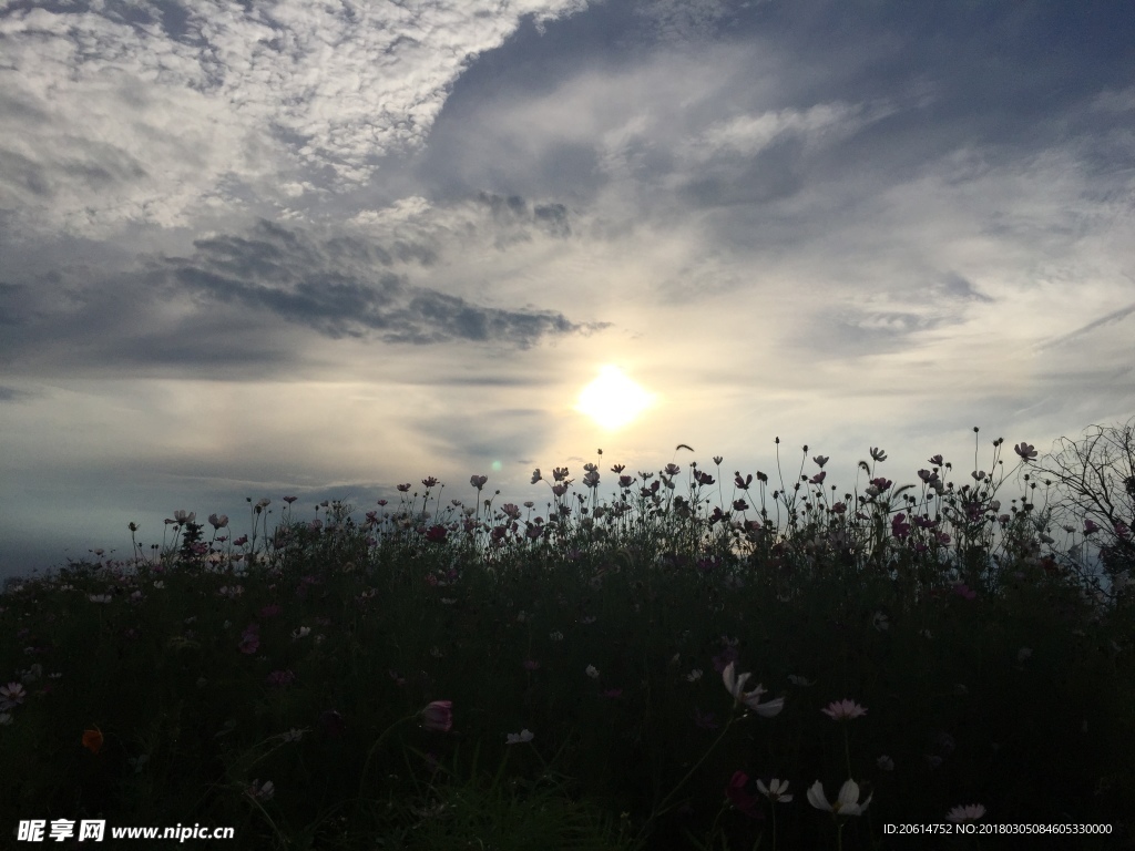山花烂漫