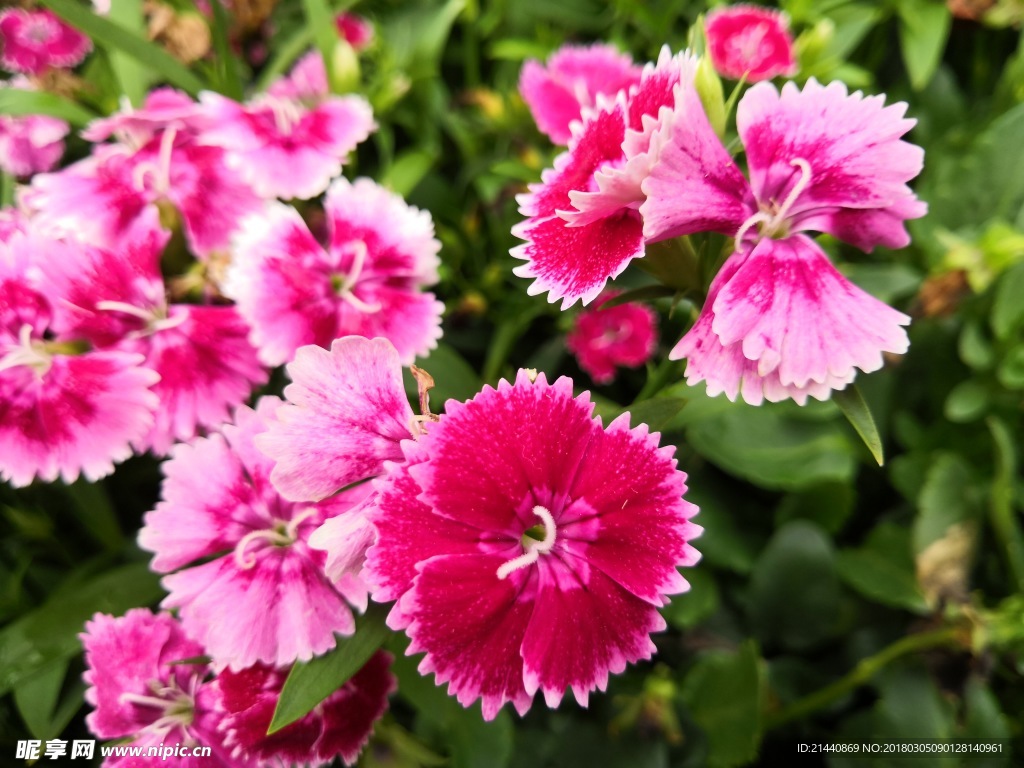 鲜花