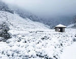 雪中的茶园